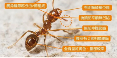 山东白蚁消杀计划，让您远离隐形破坏者！
